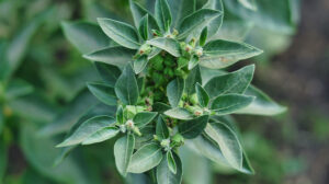 La guida definitiva all'ashwagandha benefici, usi e come incorporarla nella tua routine quotidiana