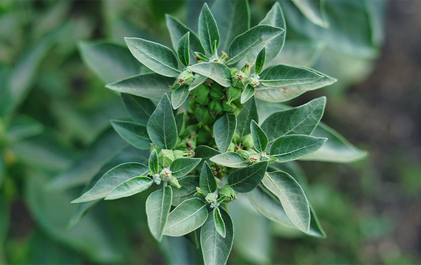 La guida definitiva all'ashwagandha benefici, usi e come incorporarla nella tua routine quotidiana