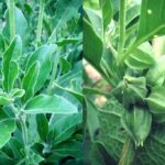 5 motivi per cui l'Ashwagandha è ancora uno degli integratori più promettenti da provare