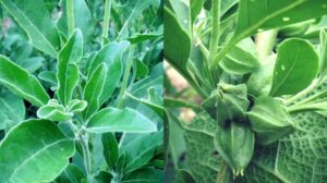 5 motivi per cui l'Ashwagandha è ancora uno degli integratori più promettenti da provare