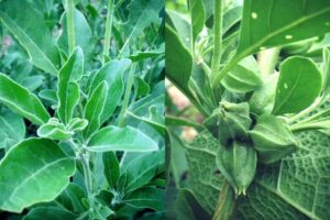 5 motivi per cui l'Ashwagandha è ancora uno degli integratori più promettenti da provare