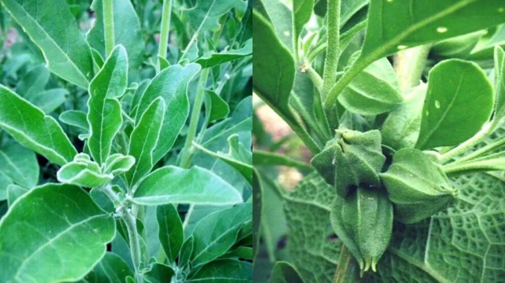 5 motivi per cui l'Ashwagandha è ancora uno degli integratori più promettenti da provare